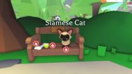 The Siamese Cat Pet (Image via Roblox)